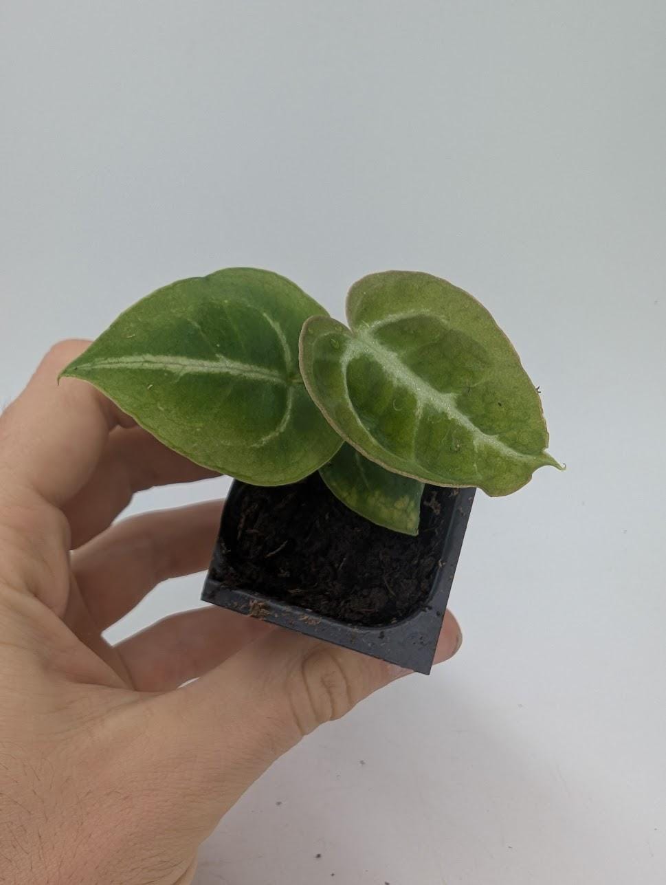 Anthurium Crystallinum X Magnificum - Etsy