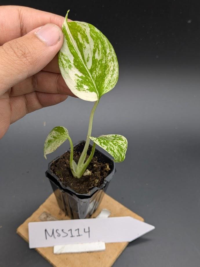 Monstera Star Shadow Culture Tissue - Deliciosa TC Starter – Plant