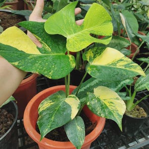Monstera Yellow Marylin