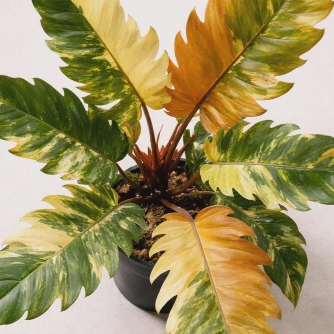 Philodendron Caramel Marble Variegated *EXACT PLANT* - Etsy