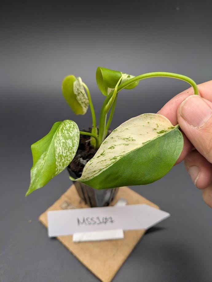 Monstera Star Shadow - Tissue TC Culture Deliciosa June | Etsy