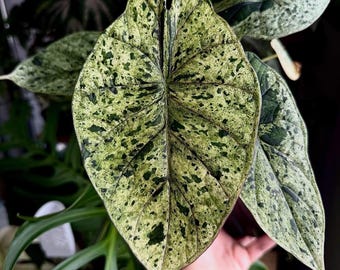 Alocasia Dragon Scale Mint *EXACT PLANT*