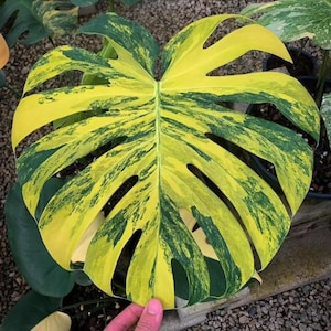 Monstera Aurea Large Form - Etsy