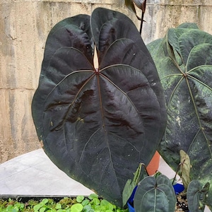 Anthurium Ace of Spades - Etsy