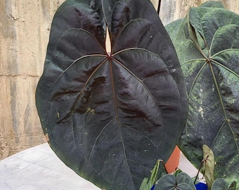 Anthurium Dorayaki X Ace of a Spades Small Seedling - Seed Grown