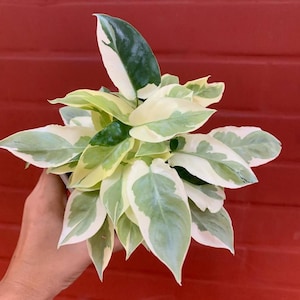 Philodendron Burle Marx Fantasy - Etsy