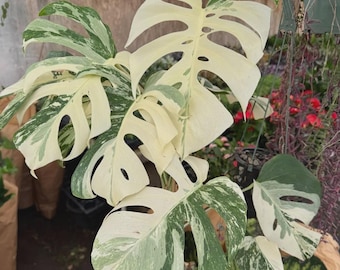 Monstera Albo *EXACT PLANT*