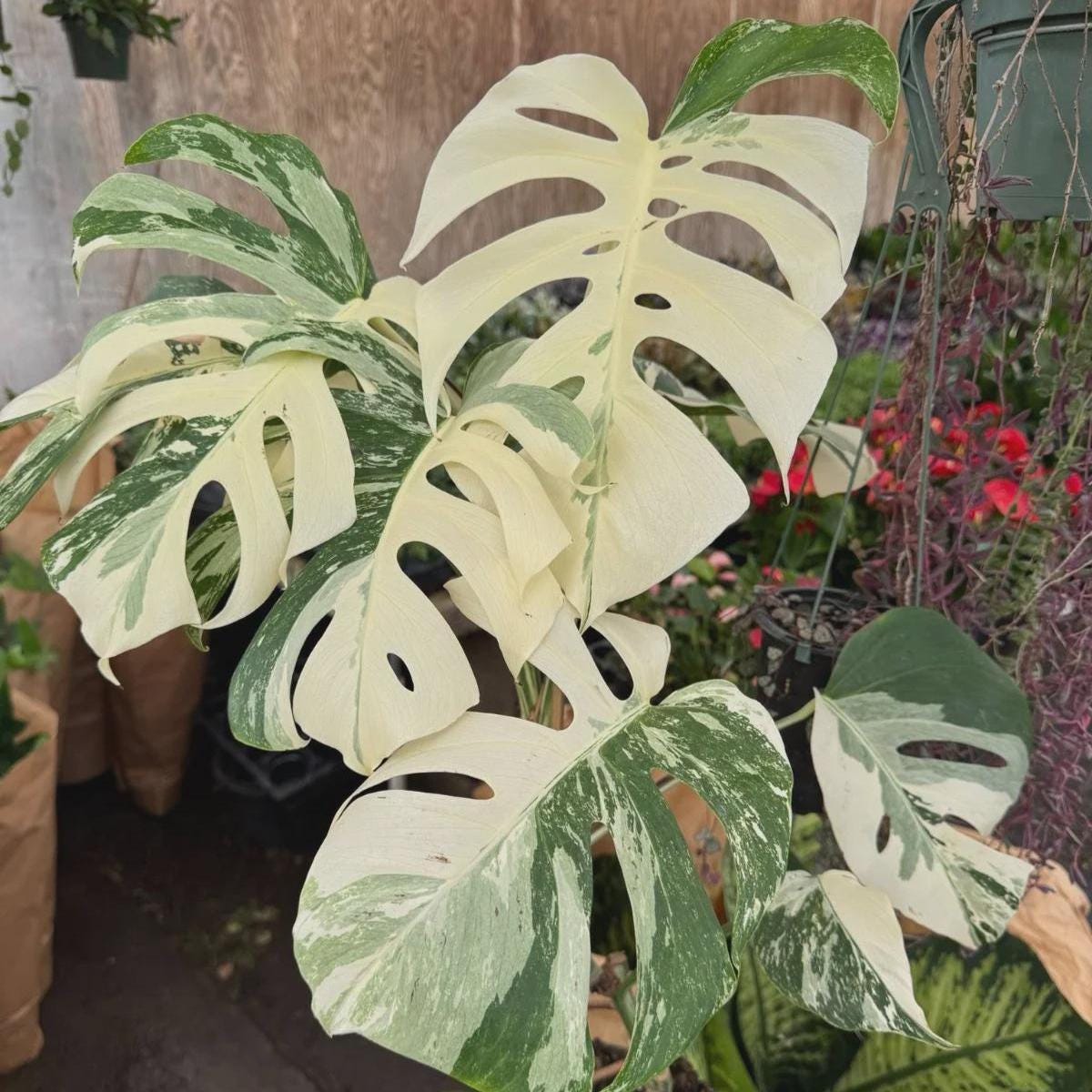 billietiae variegata Philodendron billietiae variegated – Carnivero main image 1