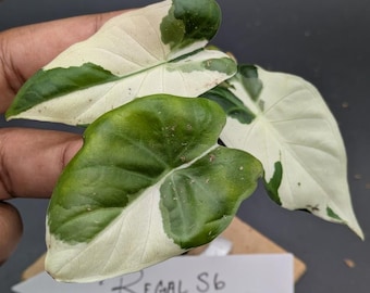 Regal Shield Albo Variegated Alocasia Corm A7 A23 A24 A25 - Etsy