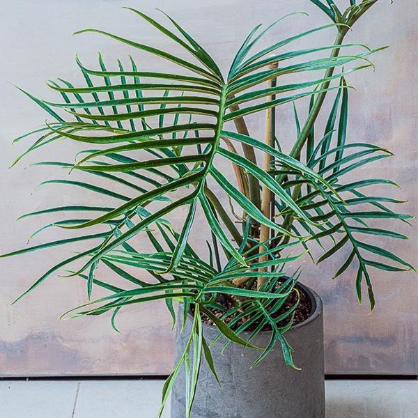 Elegans Philodendron - Etsy