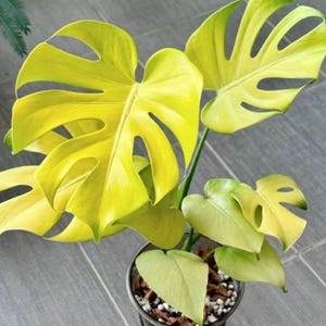Philodendron Lemon Lime Variegated - Etsy