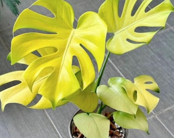 Monstera Lemon Lime - Etsy