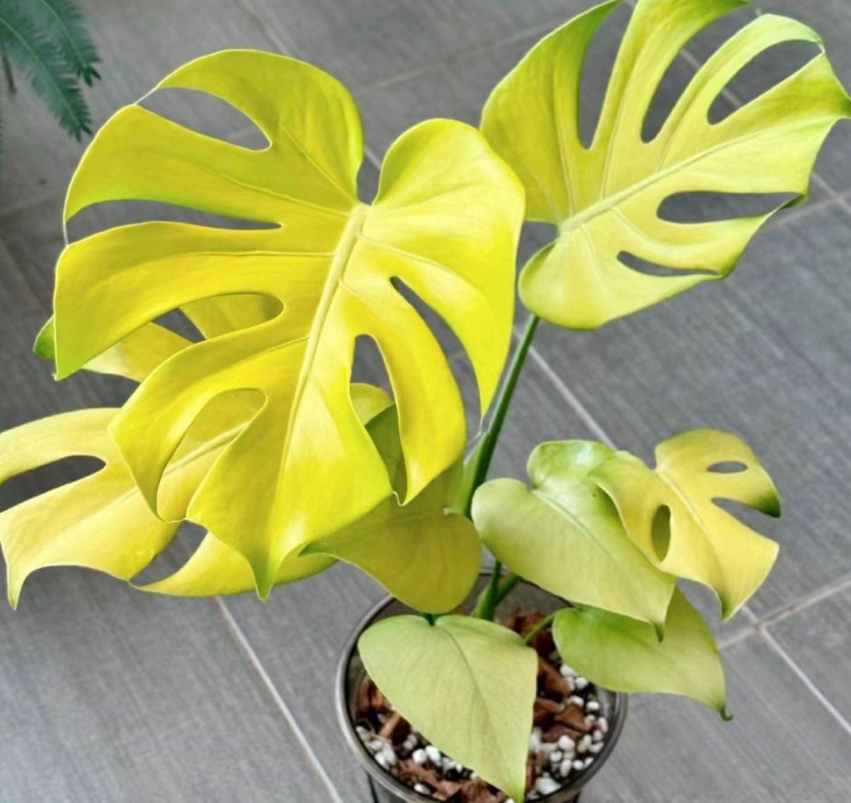 Variegated Lemon Lime Monstera - Etsy