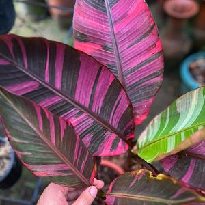 May include: A Stromanthe Triostar plant featuring elongated, lance-shaped leaves with a variegated pattern. The foliage displays a striking combination of deep dark green, vibrant magenta, and creamy white stripes across the upper and lower surfaces.