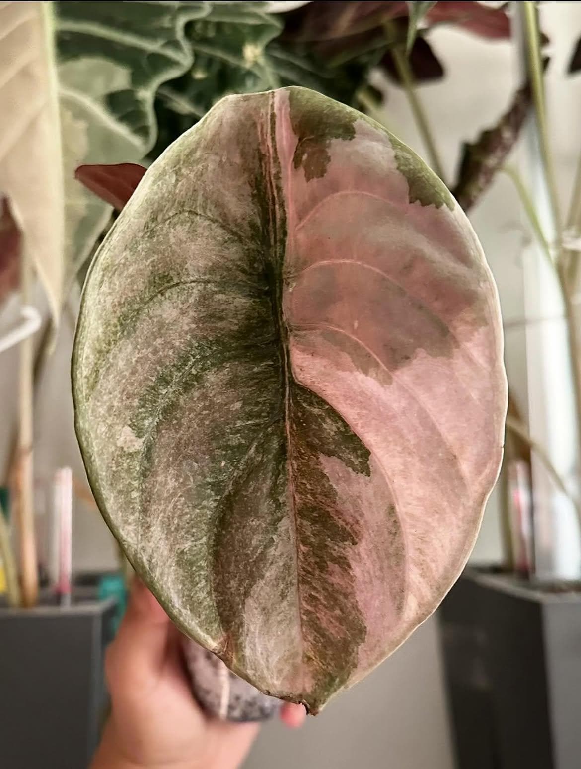 Alocasia Cuprea Pink Mint Variegated - Etsy