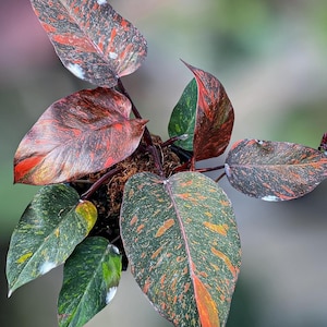where to buy rubber tree 3-5 FT Rubber Tree Bush- NYC, NJ, CT, Boston, Providence, Washington DC,  Baltimore, Philadelphia, Princeton, Long Island, and Upstate NY Local Plant  Delivery – Dahing Plants