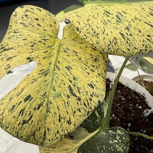 lysimachia plants Yellow Loosestrife  Plant Detectives