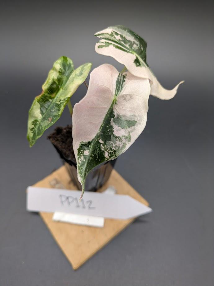 Alocasia Polly Pink *EXACT PLANT* - Etsy