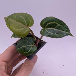 Puede incluir: Una peque&ntilde;a planta en maceta con hojas verdes en forma de coraz&oacute;n y vetas prominentes. Las hojas tienen un aspecto ligeramente texturizado y se sostienen en una peque&ntilde;a maceta cuadrada negra. La planta se sostiene en una mano sobre un fondo blanco.