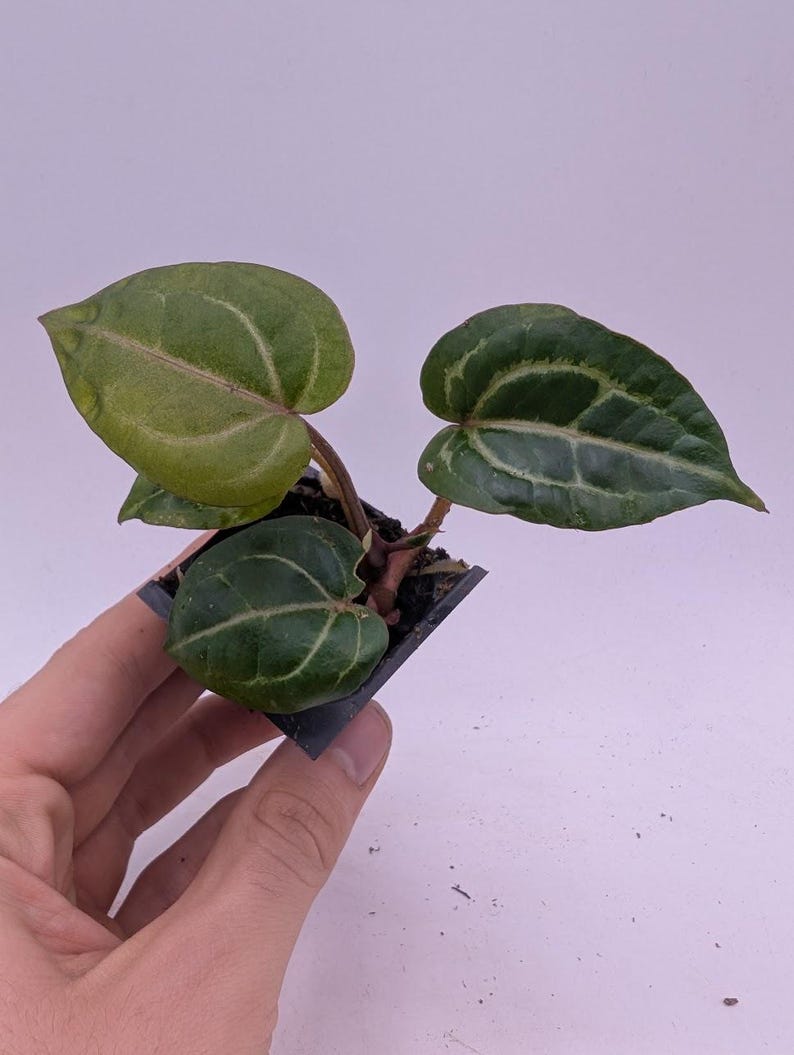 Puede incluir: Una peque&ntilde;a planta en maceta con hojas verdes en forma de coraz&oacute;n y vetas prominentes. Las hojas tienen un aspecto ligeramente texturizado y se sostienen en una peque&ntilde;a maceta cuadrada negra. La planta se sostiene en una mano sobre un fondo blanco.