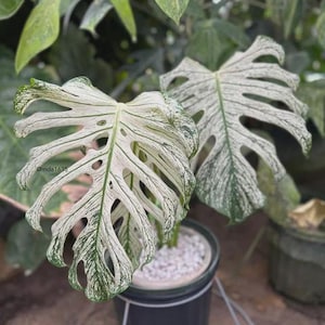 Monstera Devil Monster Tissue Culture