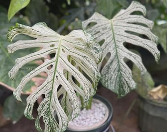 Monstera Devil Monster Tissue Culture