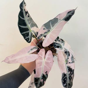 philodendron princess of orange Philodendron Orange Princess Marble 4” main image 0
