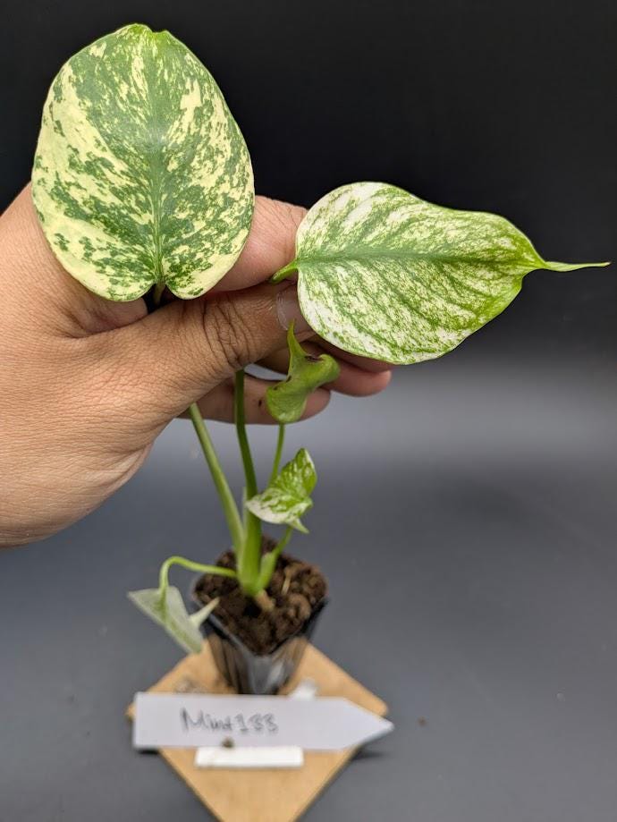 Monstera Pothos - Etsy