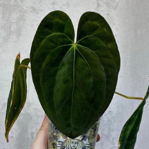 Anthurium Dark Phoenix - Etsy