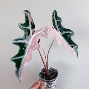 Alocasia Nobilis Pink (Korean Version) *EXACT PLANT*