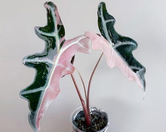 Rare Alocasia Polly Pink Variegated  Stunning Pink Variegation for Indoor  Plant Collectors - US Seller - 02.02 Renewed - Etsy