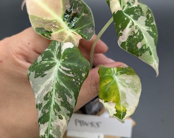 Alocasia Pink Black Velvet *PLANTA EXACTA*