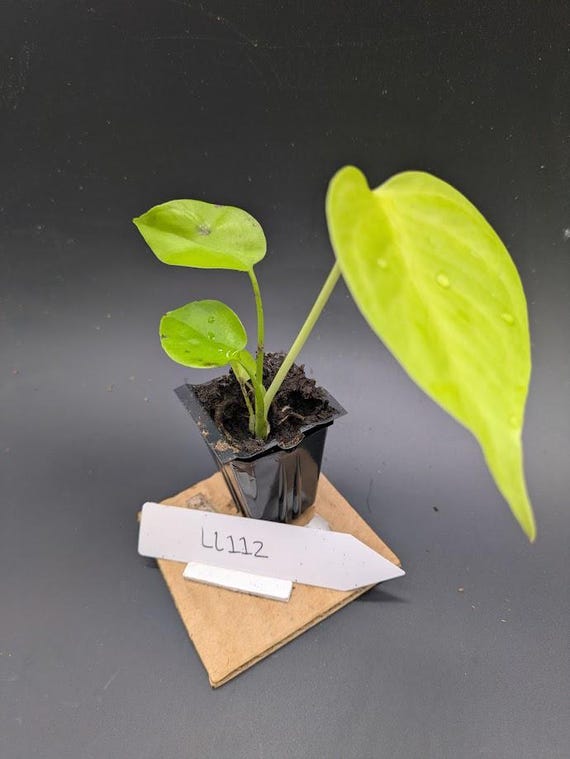 Monstera Lemon Lime - Etsy