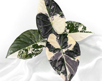 Alocasia Regal Shield Albo