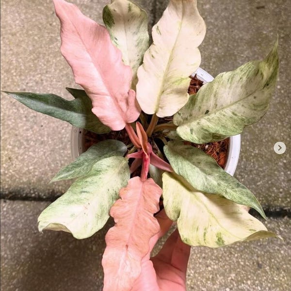 Philodendron Pink Caramel Marble (Strawberry CM)
