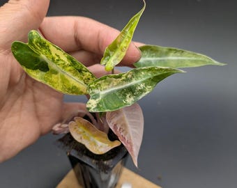 Alocasia Bambino Aurea *EXACT PLANT*