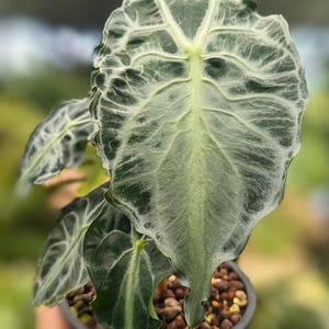 Alocasia Venom