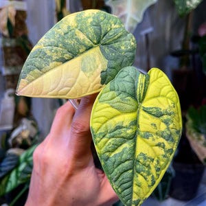 Alocasia Melo Aurea Variegated - Etsy
