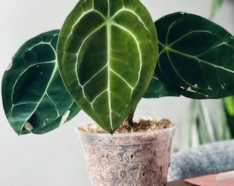 Anthurium Forgetii X Carlablackiae - Exact Plant in Video! - Etsy