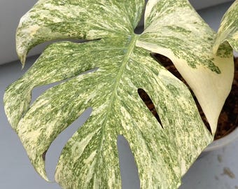 Monstera Legacy - Etsy