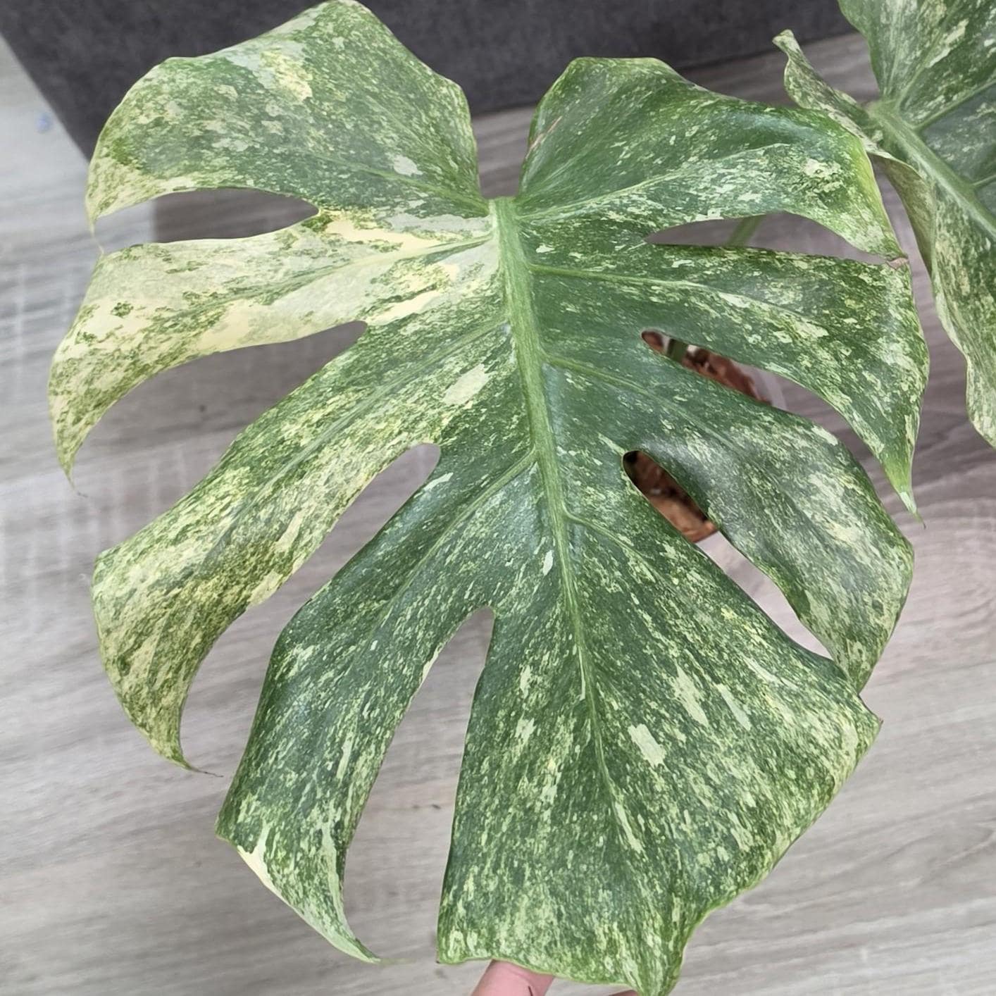 Monstera Green Snow *EXACT PLANT* - Etsy