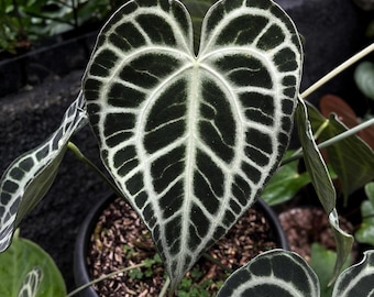 Anthurium King of Clarinervium