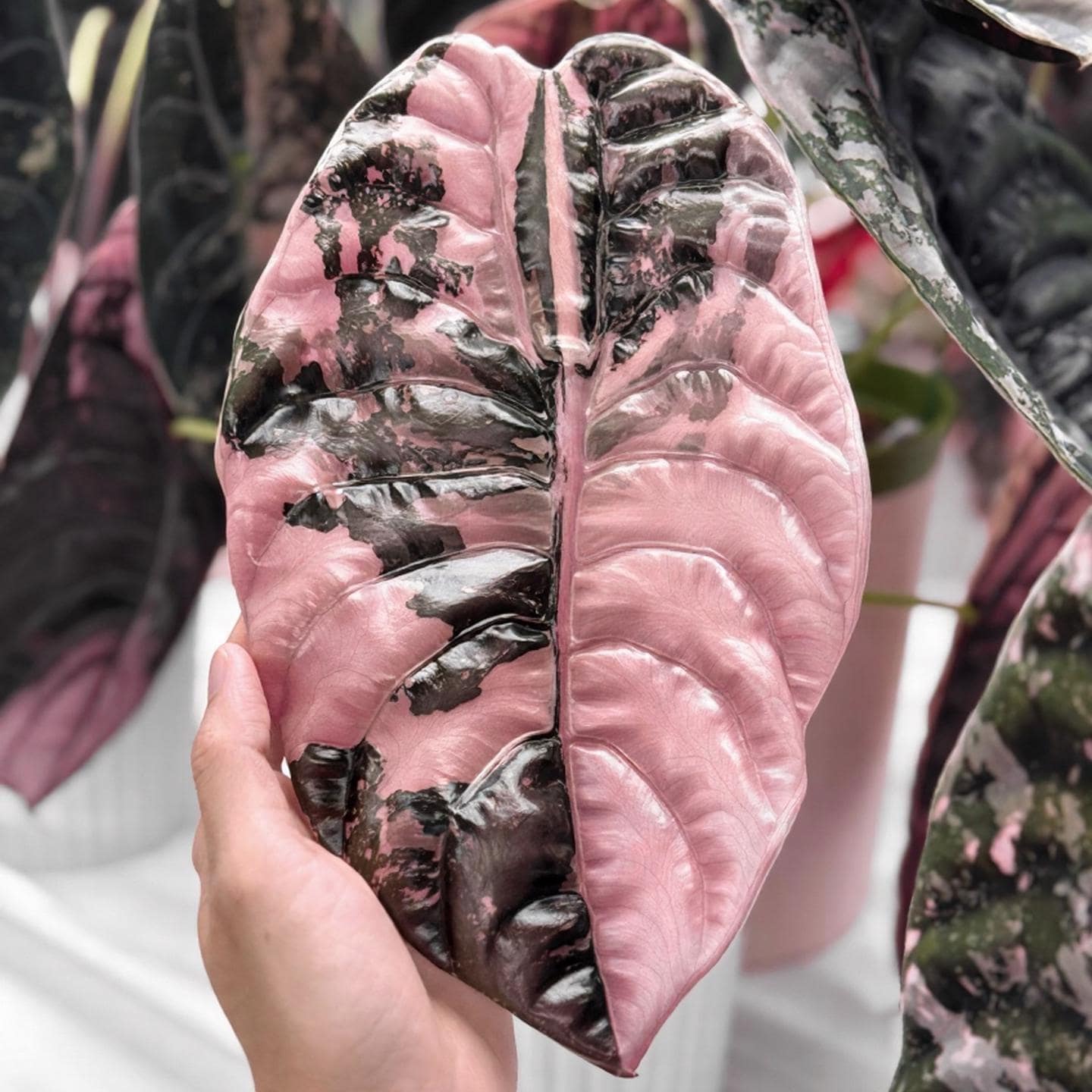 True Pink Alocasia Cuprea - Etsy