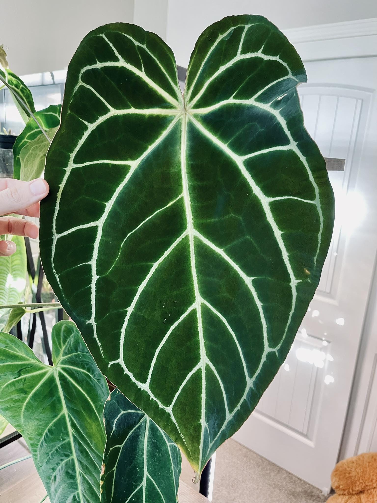 Anthurium Crystallinum Variegated - Etsy