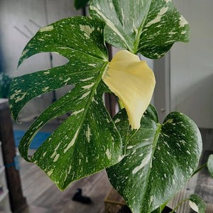 philodendron erubescens pink princess Philodendron erubescens 'Pink Princess'