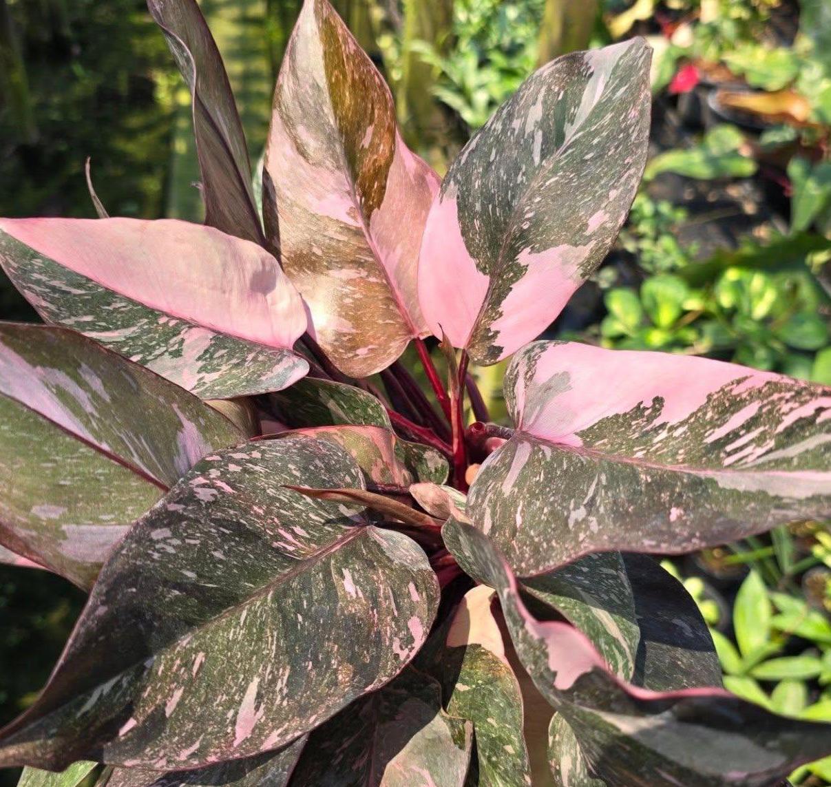 Philodendron Pink Princess Plant - Etsy