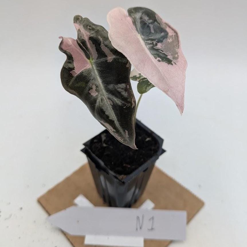 Alocasia Nobilis K - Etsy