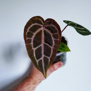 Anthurium Michelle X Michelle - Etsy