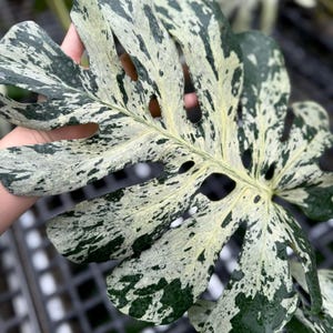 May include: A large, heart-shaped Monstera leaf featuring a striking variegated pattern of deep forest green and creamy white splashes. The leaf displays characteristic natural fenestrations and splits along its edges and surface.