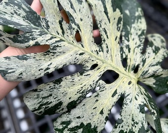 Monstera Bulbasaur *EXACT PLANT*
